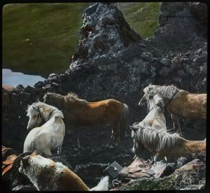 Image: Horses in Lava Crag Pen